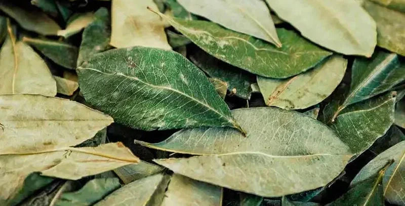 Guía de uso del Mambe